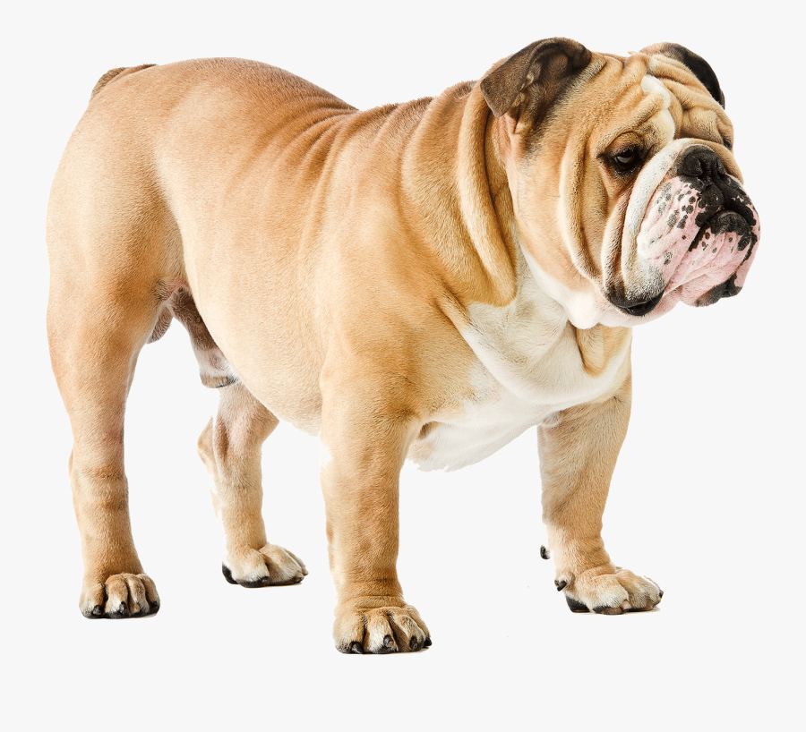 Clip Art Bulldog Health Checker Insurance - Bulldog Png, Transparent Clipart