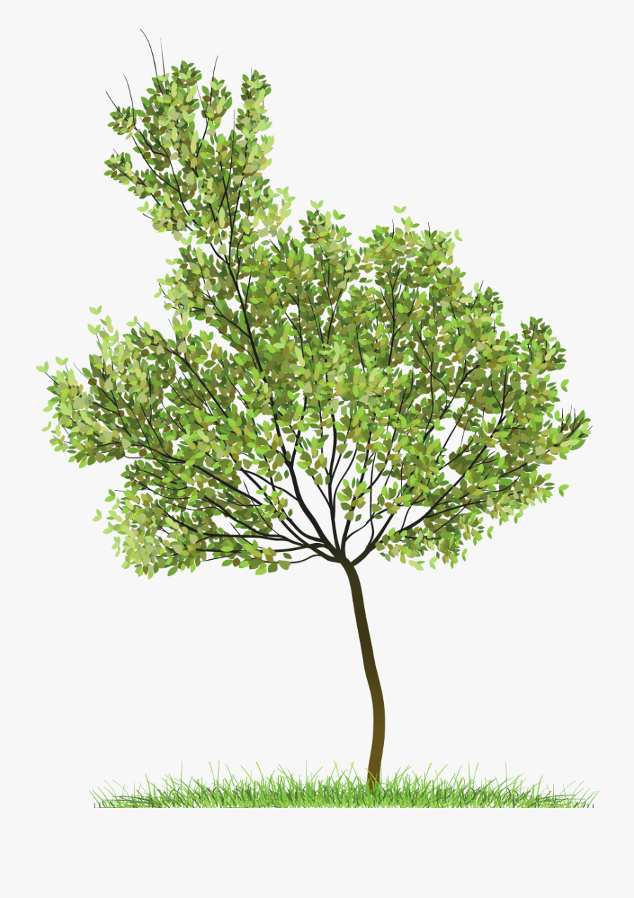 Transparent Green Png Gallery - Tree Png, Transparent Clipart