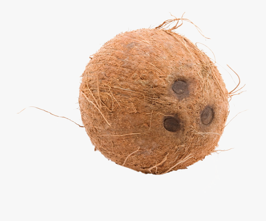 Coconut Clipart Clear Background - Thenga, Transparent Clipart
