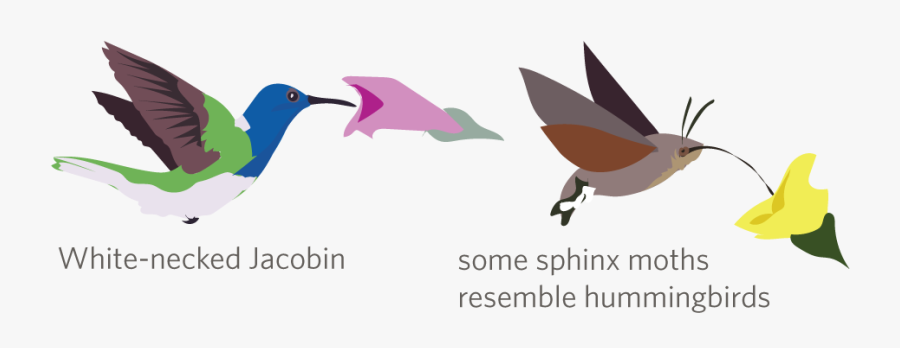 Illustration, Transparent Clipart