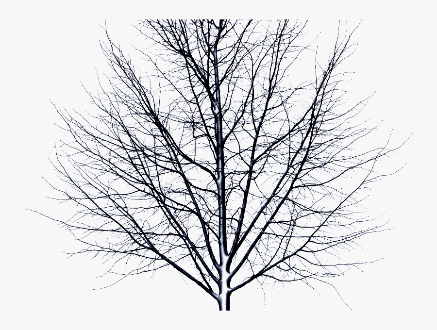 Dead Tree Snow Png, Transparent Clipart