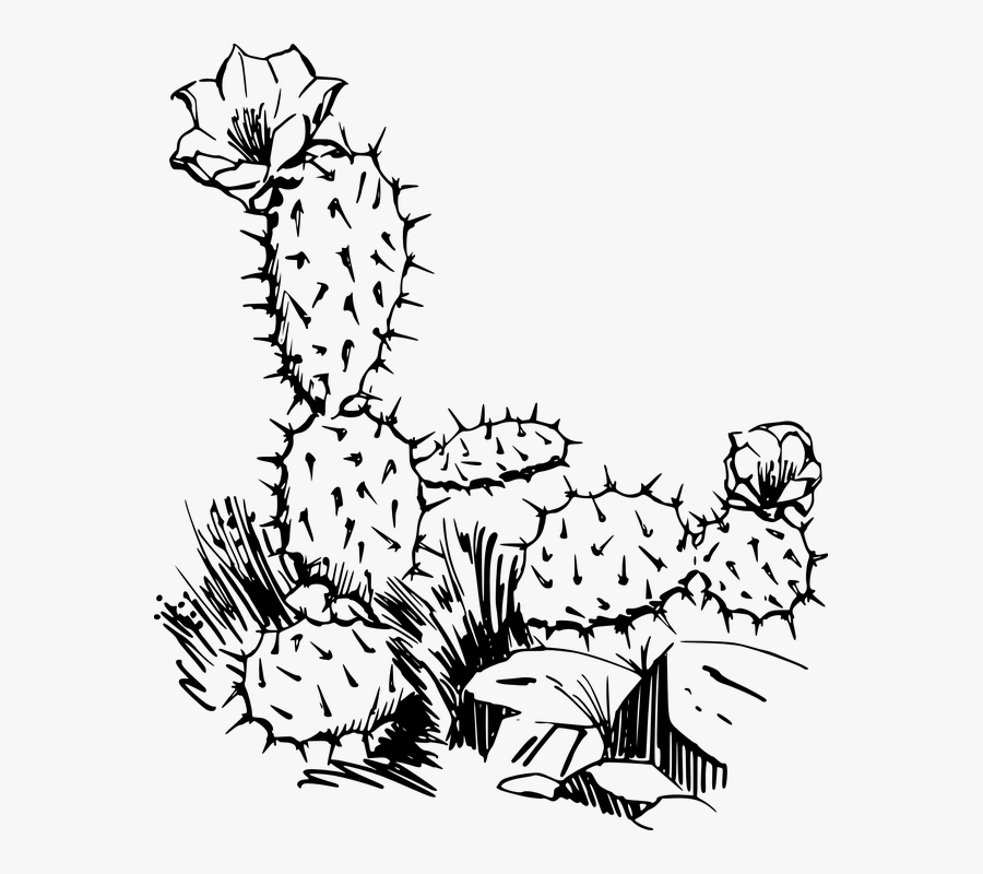 Clip Art Black And White Cactus, Transparent Clipart