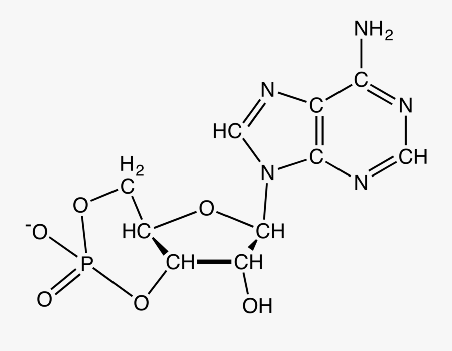 Clip Art Cyclic Adenosine Monophosphate Wikipedia - Cyclic Amp Structure, Transparent Clipart