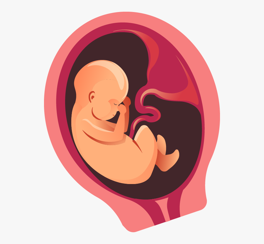 Four Months - Baby In Womb Png, Transparent Clipart