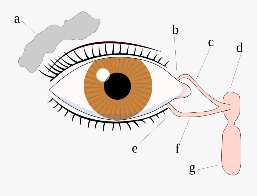 Crying Clipart Tear - Do We Cry, Transparent Clipart
