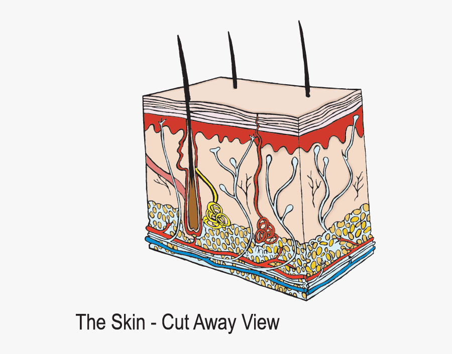 Innermost Layer Of The - Part Of The Skin Worksheet, Transparent Clipart