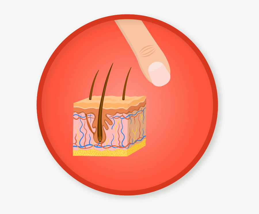 Picture Free Skin Clipart Integumentary System - Integumentary System Clipart, Transparent Clipart