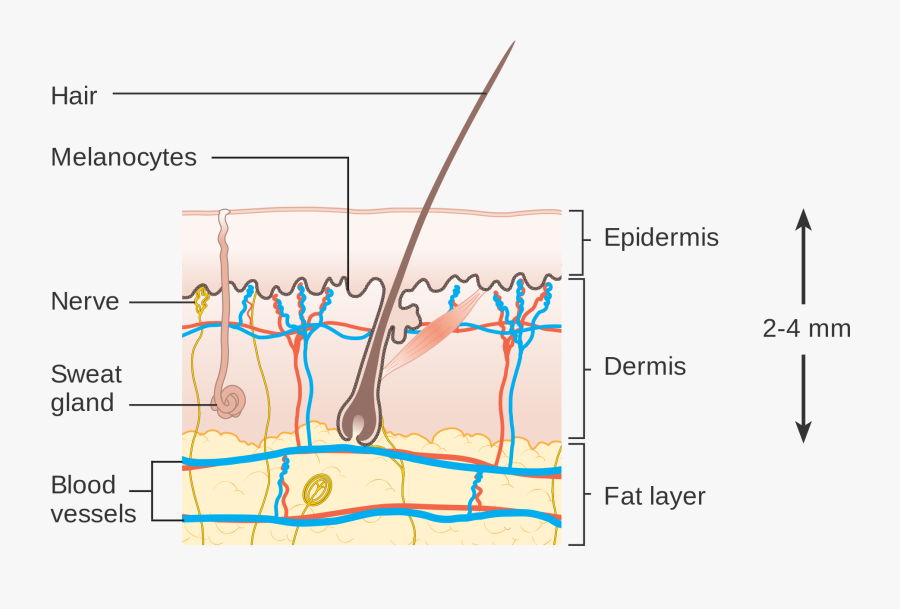 Clip Art Diagram Of Skin - Clark Breslow, Transparent Clipart