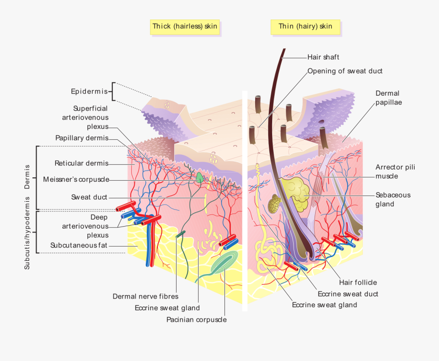 Clip Art Skin Diagram - Hair Follicle Sweat Gland, Transparent Clipart