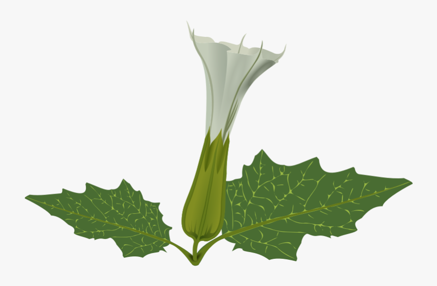 Datura Png , Free Transparent Clipart - ClipartKey