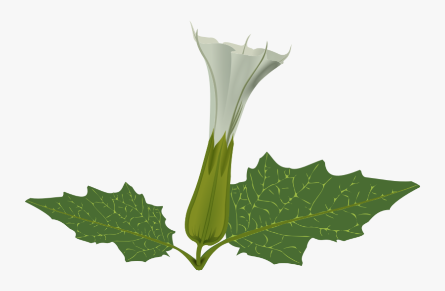 Datura Png, Transparent Clipart