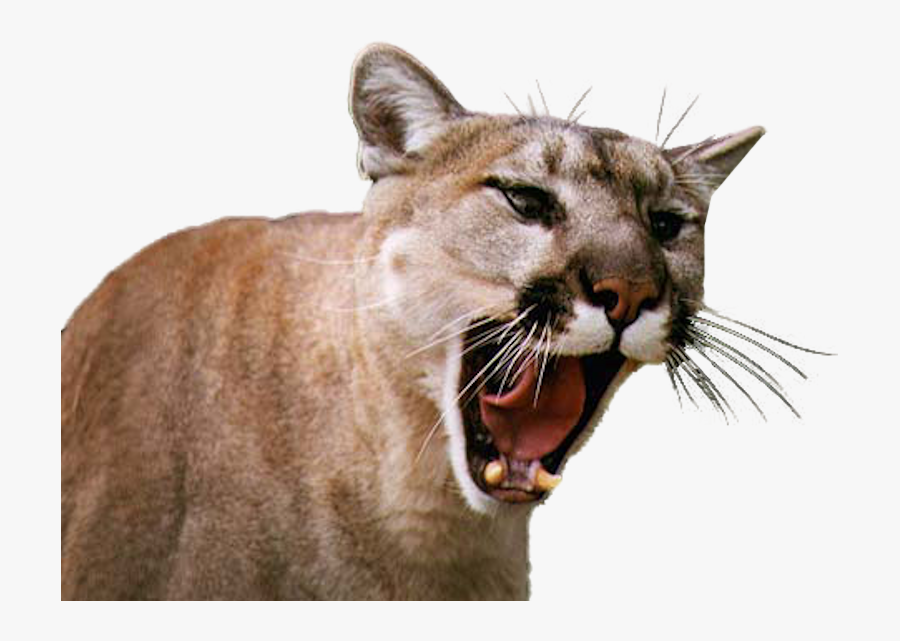 Happy Birthday To A Cougar, Transparent Clipart