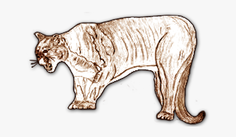 Transparent Mountain Lion Png - Cat, Transparent Clipart