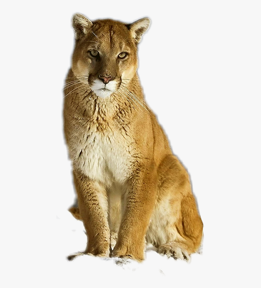 #puma #cougar #mountainlion - Eastern Cougar Extinct, Transparent Clipart