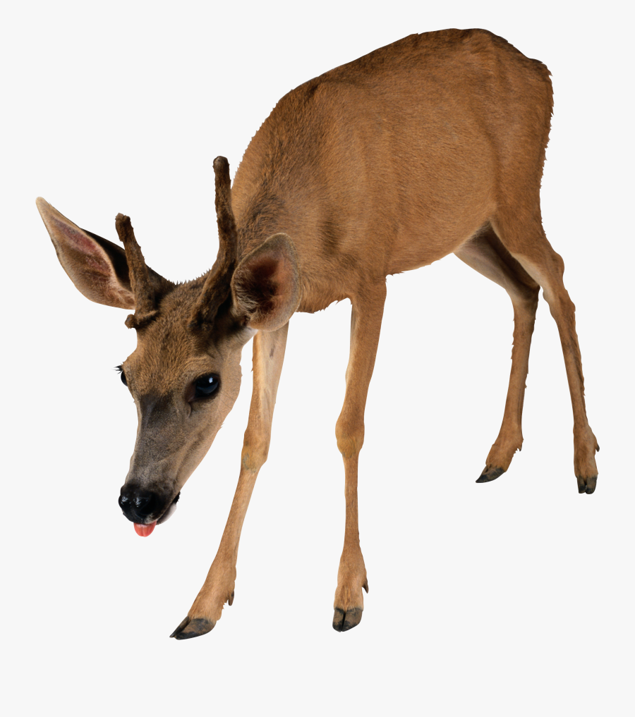 Deer - Transparent Background Deer Png, Transparent Clipart