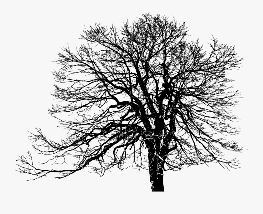 Trunk Clipart Plant - Nature Tree Black And White, Transparent Clipart