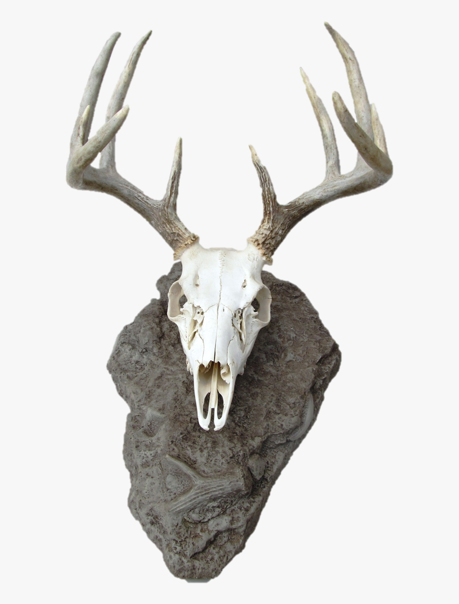 Antlerock Deer Skull Mount - Deer Skull, Transparent Clipart