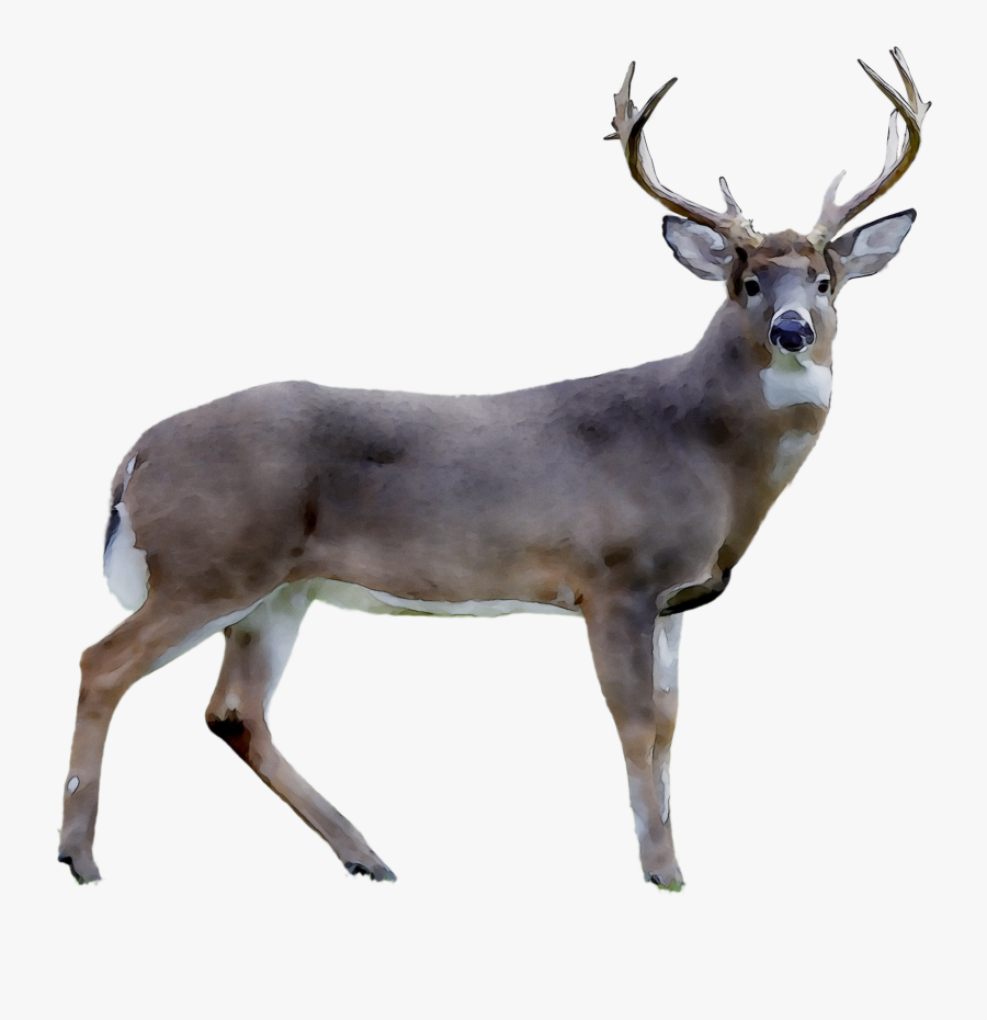 Photography Deer White Tailed Royalty Free Reindeer - Elk, Transparent Clipart