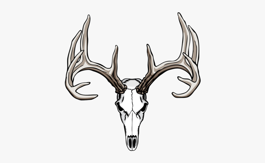 White-tailed Deer Drawing Antler Skull - Drawings Of Deer Skull, Transparent Clipart