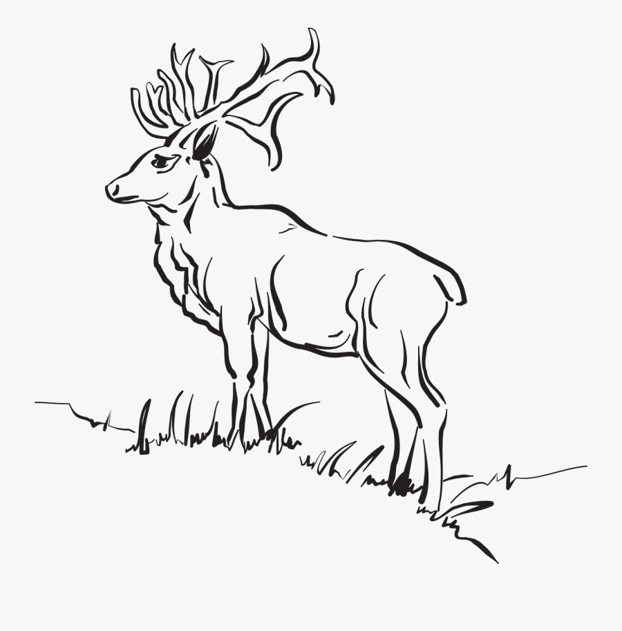 Animal In A Forest Drawing, Transparent Clipart