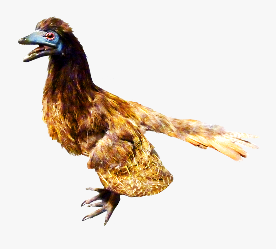 Chicken, Transparent Clipart