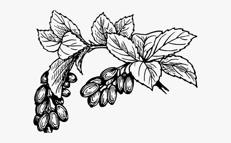 Cranberry Clipart Black And White - Cà Phê Vector, Transparent Clipart