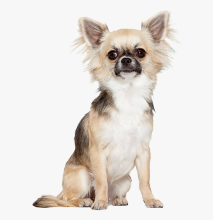 Clip Art Long Hair Chihuahua Puppy - Pomeranian Chihuahua Bichon Frise, Transparent Clipart