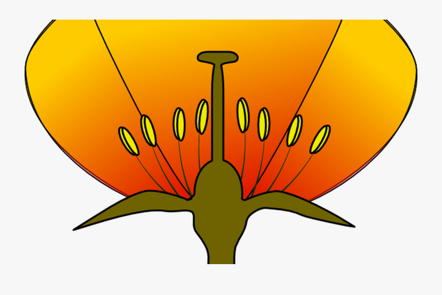 Flower Diagram Clip Art Wiring Diagram For Light Switch - Unlabeled Diagram Of A Flower, Transparent Clipart