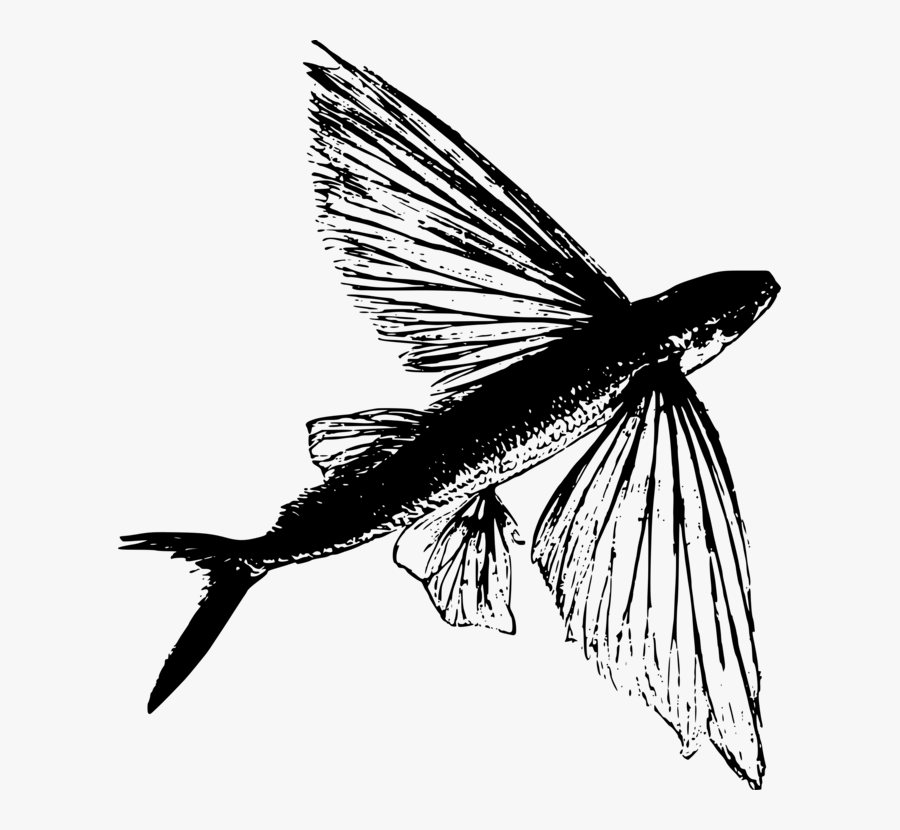 Fly,blackandwhite,tail - Illustration, Transparent Clipart