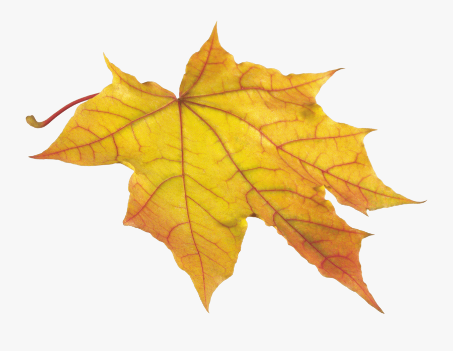 Download Autumn Leaves Free Png Photo Images And Clipart - Folha De Outono Png, Transparent Clipart