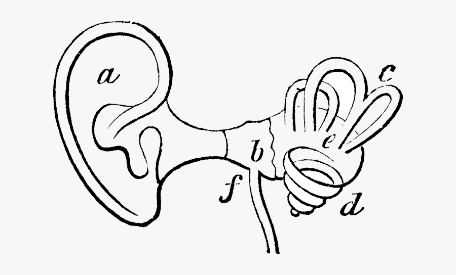 Ear Clipart Black And White Library Free Images Transparent - Inside Ear Black And White, Transparent Clipart