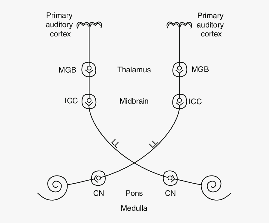 Transparent Nucleus Clipart - Ascending Auditory Pathway Simple, Transparent Clipart