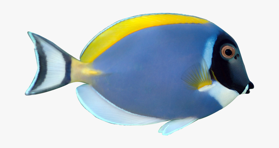 Jellyfish Clipart Coral Reef Fish - Powder Blue Tang No Background, Transparent Clipart