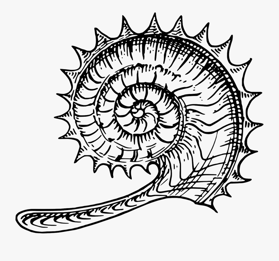 Ammonite Art, Transparent Clipart