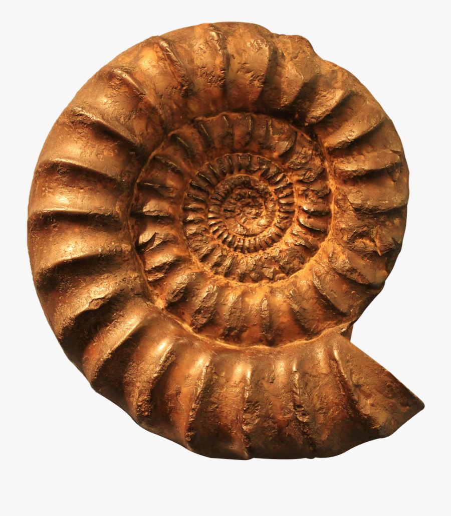 Ammonite Fossil Png Free Picture - Fossil Png, Transparent Clipart