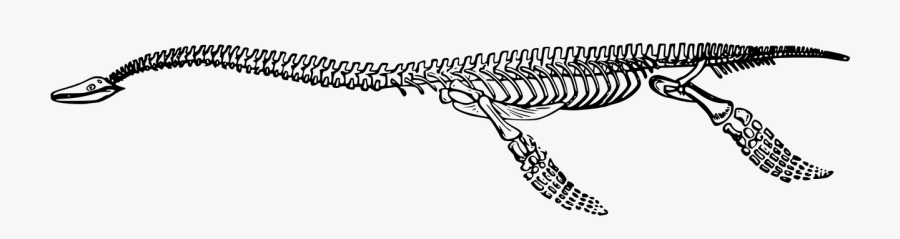 Bones Dinosaur Extinct Free Picture - Crocodile Bone Png, Transparent Clipart