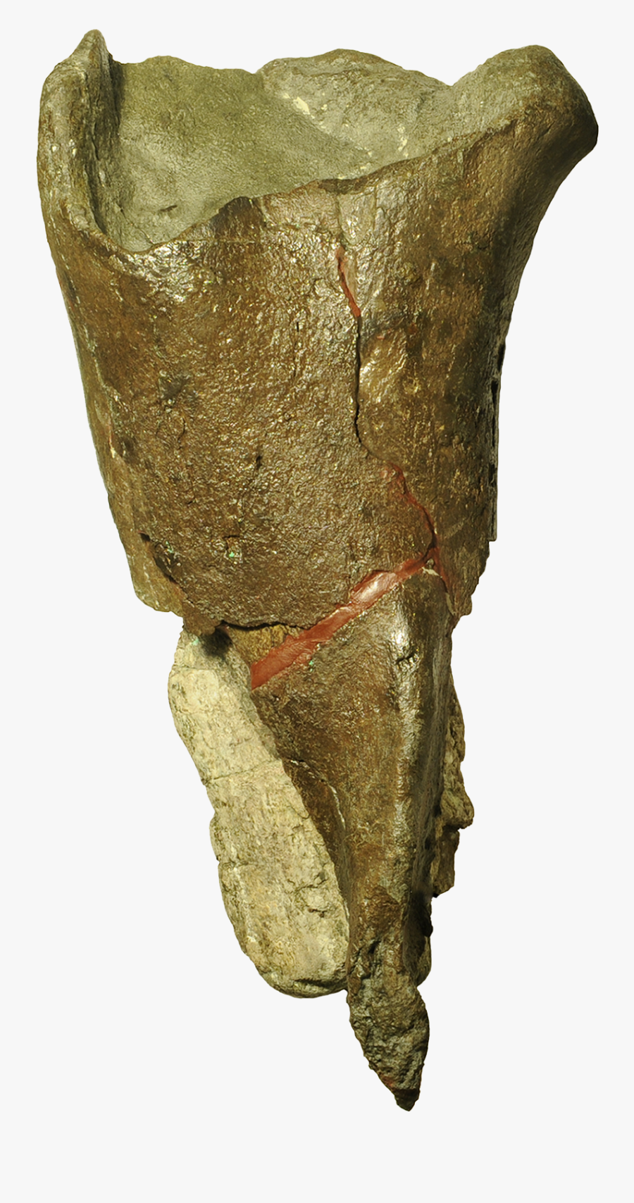 Dinosaur Bones In Washington, Transparent Clipart