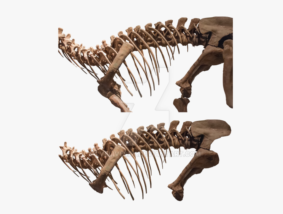 Transparent Dinosaur Fossils Clipart - Animal Bones Transparent, Transparent Clipart