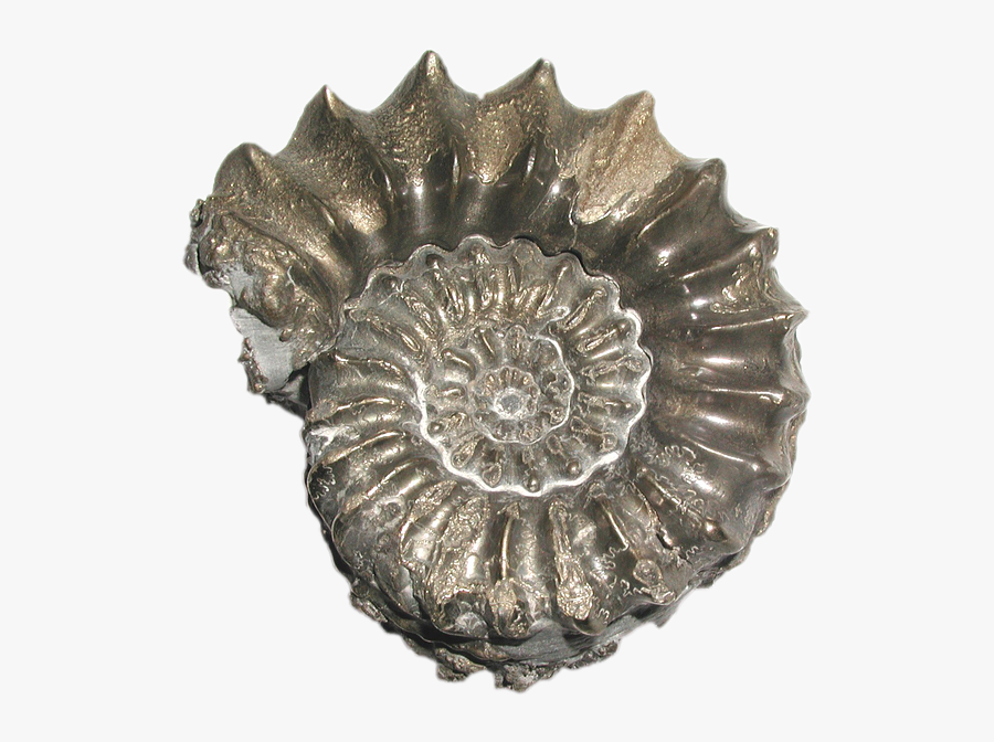 Ammonit, Fossils, Under Storm, Petrification - Infografia De Los Amonites, Transparent Clipart