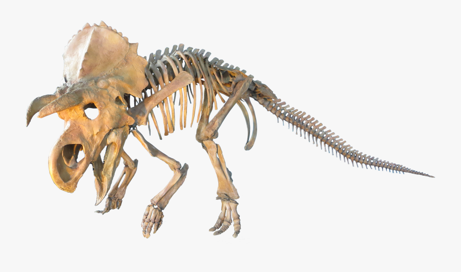 Judithian Aged Ceratopsian - Dinosaur Skeleton Transparent Background, Transparent Clipart