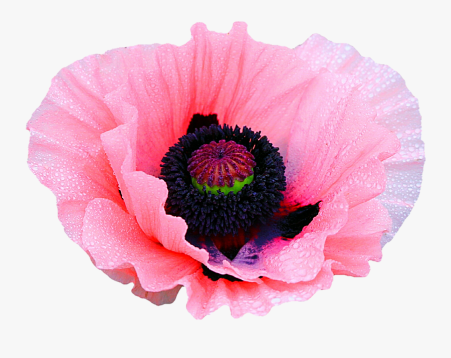 Transparent Poppy Flower Clipart - Opium Flowers Transparent, Transparent Clipart