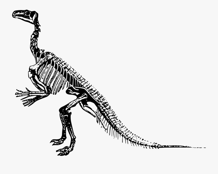 Dinosaur Bones Png Hd Transparent Dinosaur Bones Hd - Transparent Background Dinosaur Skeleton Clipart, Transparent Clipart