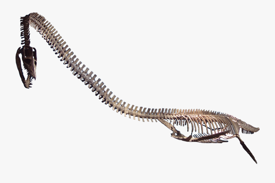 Snake Skeleton Png - Dinosaur Body With Bones, Transparent Clipart