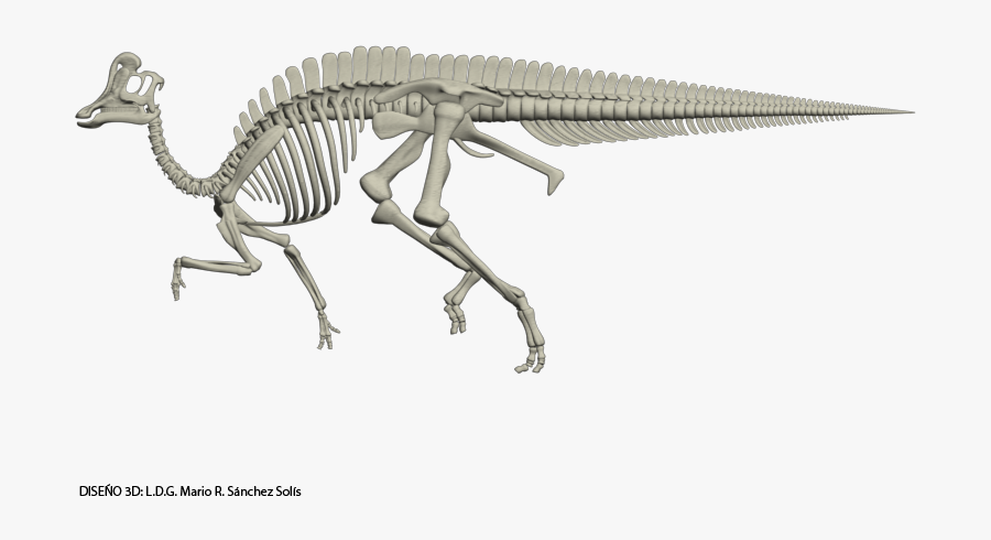 Velafrons Coahuilensis Skeleton Dinosaur Skeleton, - Velafrons Coahuilensis, Transparent Clipart
