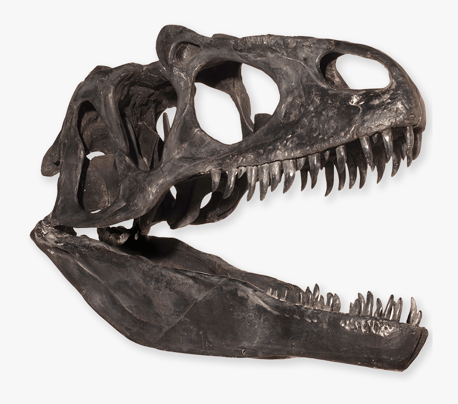 Dinosaur Skull Png - Dinosaur Mouth Png, Transparent Clipart