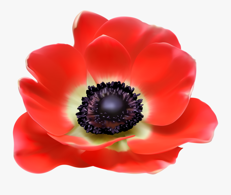 Free Clipart Poppy - Transparent Free Poppy Png, Transparent Clipart