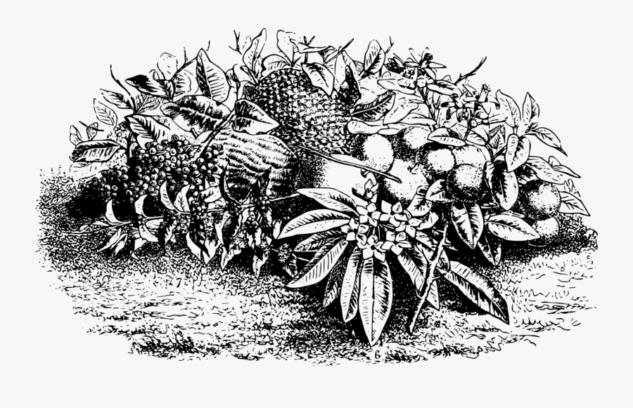 Visual Arts,plant,flora - Through The Looking Glass Knight, Transparent Clipart