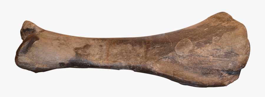 Driftwood, Transparent Clipart