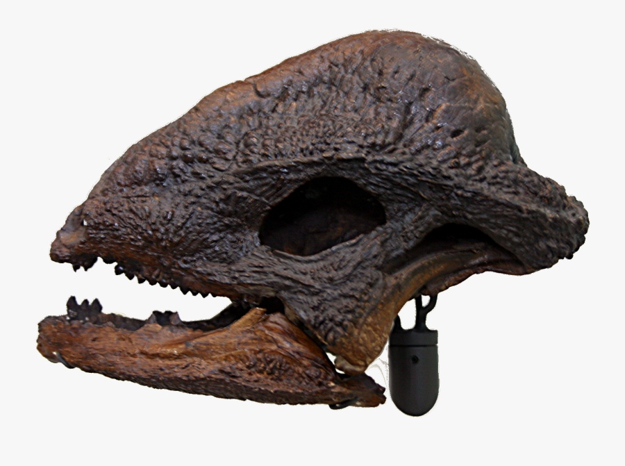Animal Skulls, Prehistoric Animals, Dinosaurs, Fossils,, Transparent Clipart