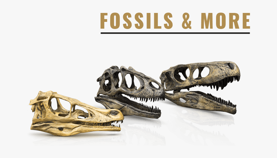 Clip Art Real Nine Banded Skull - Dinosaur Jaws Png, Transparent Clipart